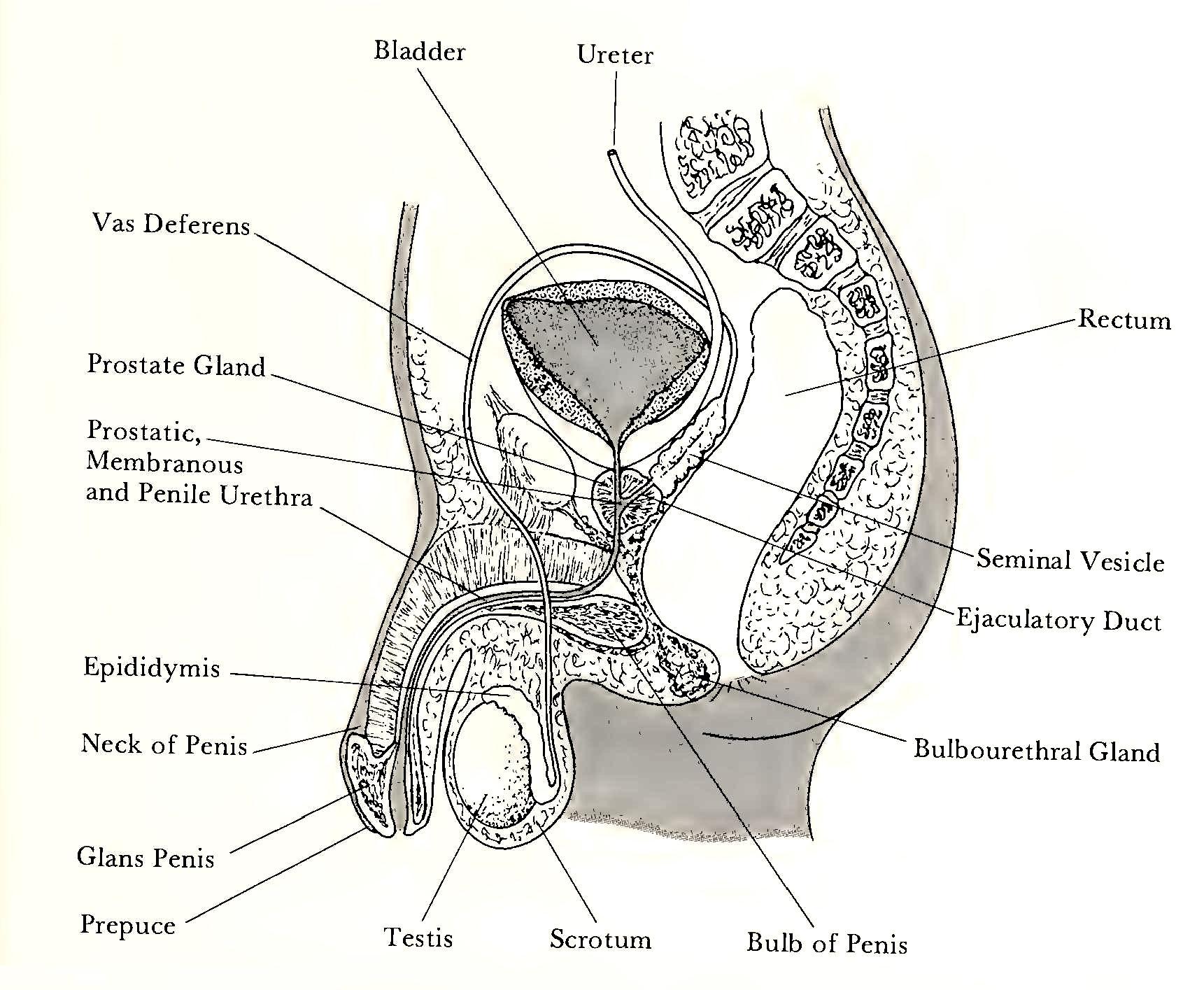 j-h-juanita-h-williams-psychology-of-women-18.jpg