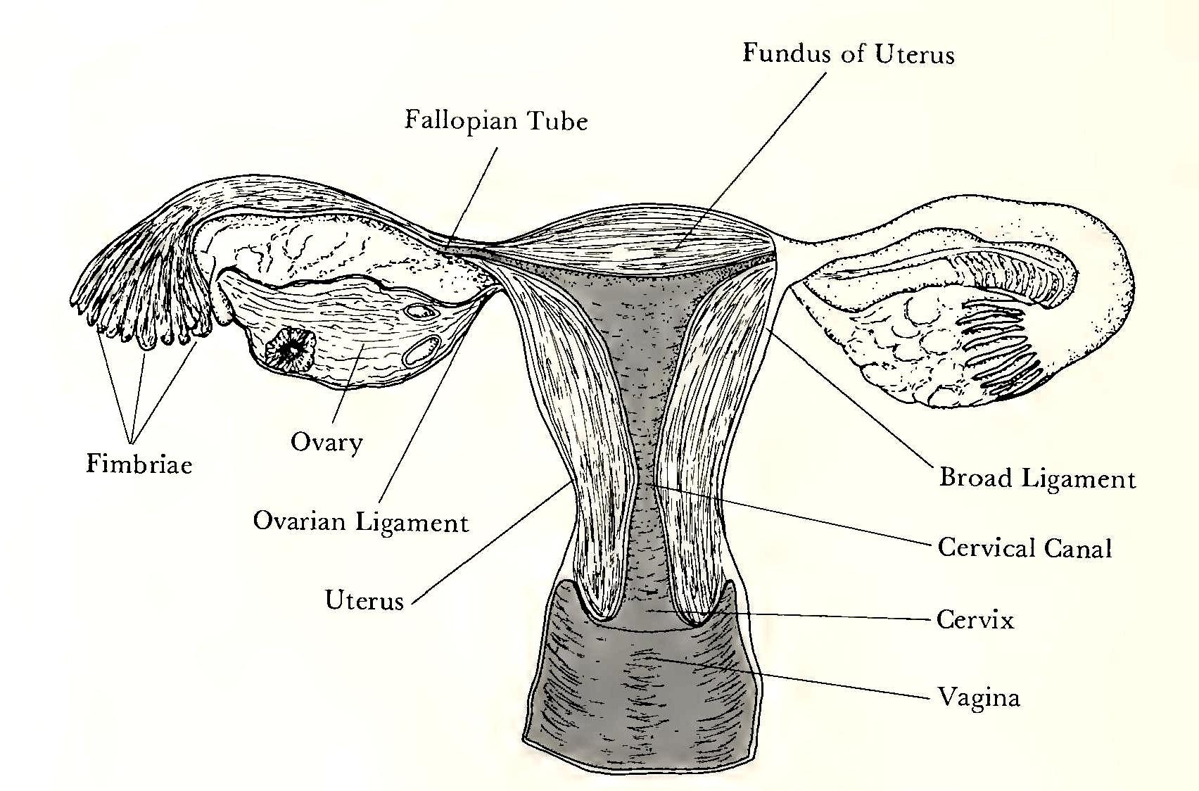 j-h-juanita-h-williams-psychology-of-women-19.jpg