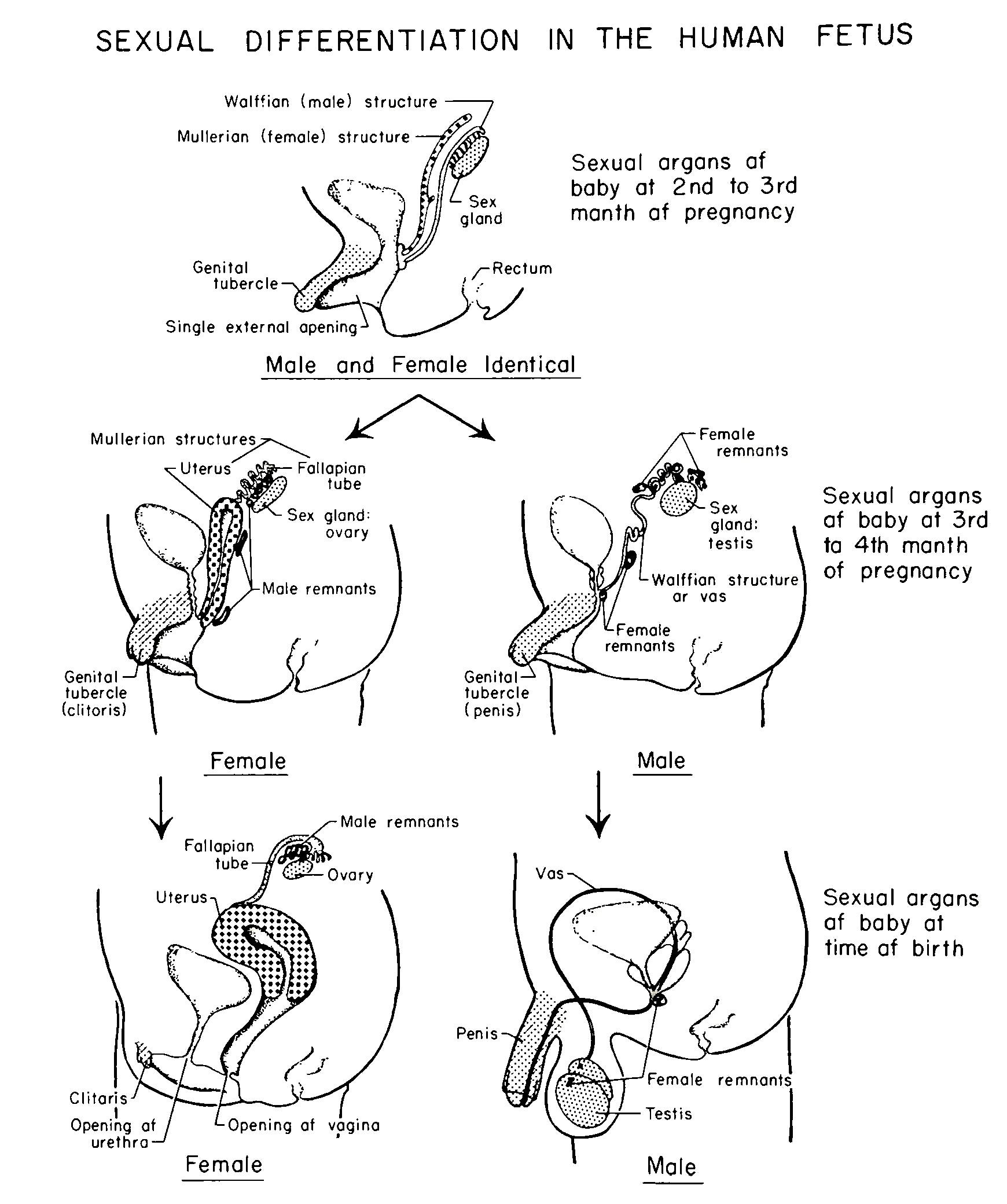 j-h-juanita-h-williams-psychology-of-women-3.jpg